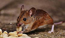 24 Hour & Emergency Exterminators in Susan Moore, AL